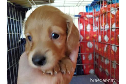 成約済の愛知県のミニチュアダックスフンド(ロングヘアード)-161762の1枚目